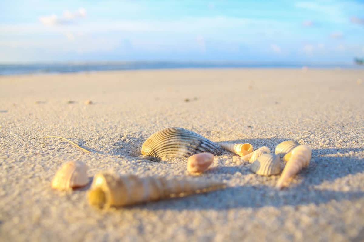 beach and seashells
