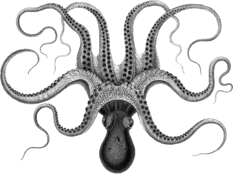 octopus