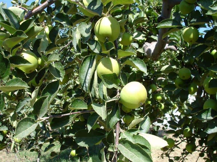 green apples hanging off an apple tree