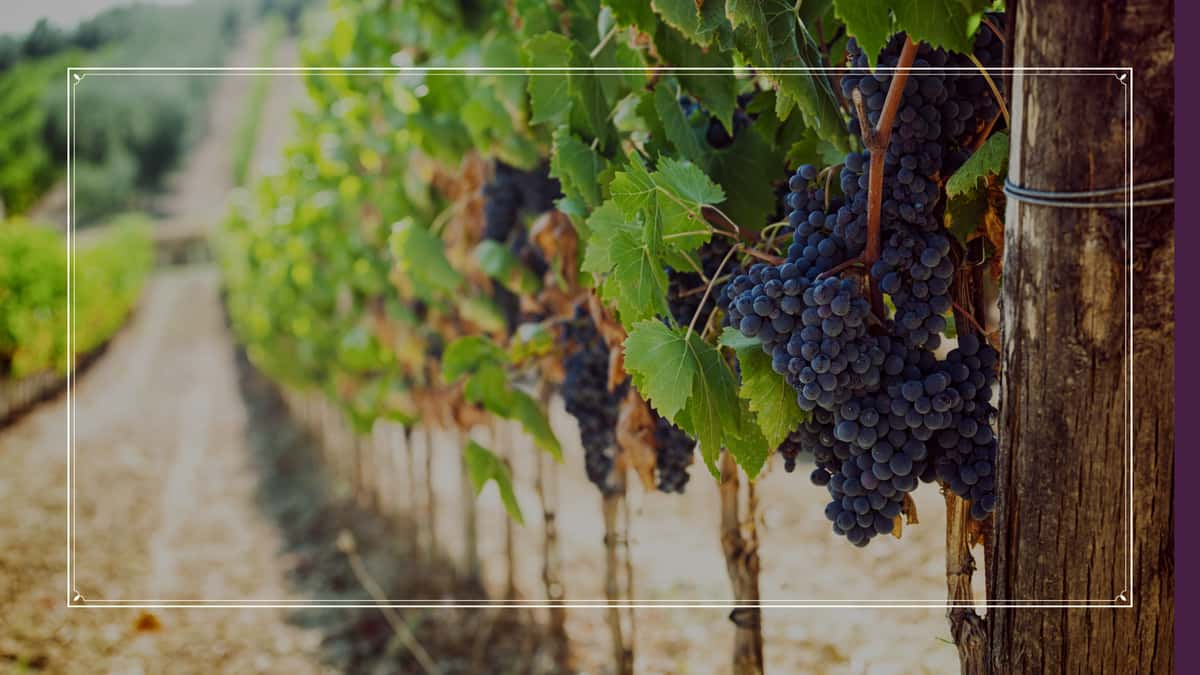 Attimo Wines | Denver, CO