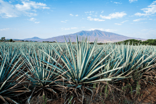 mezcal