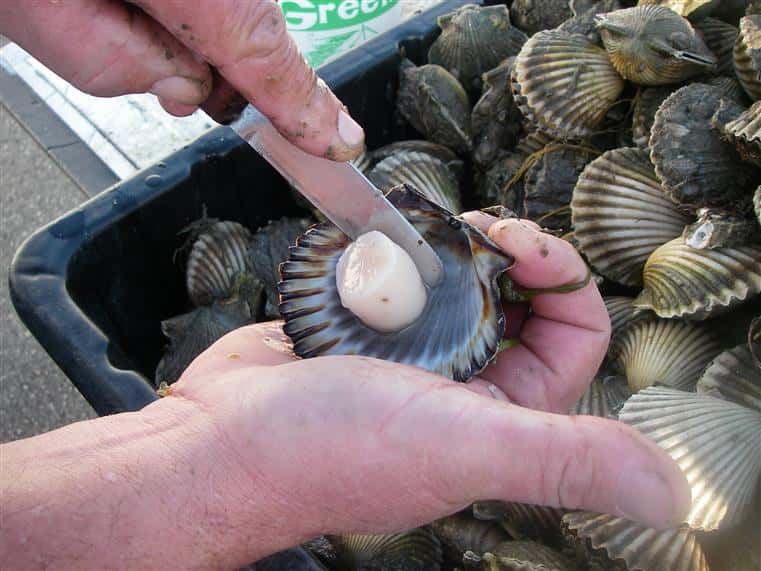 Man shucking clams over a bin of clams