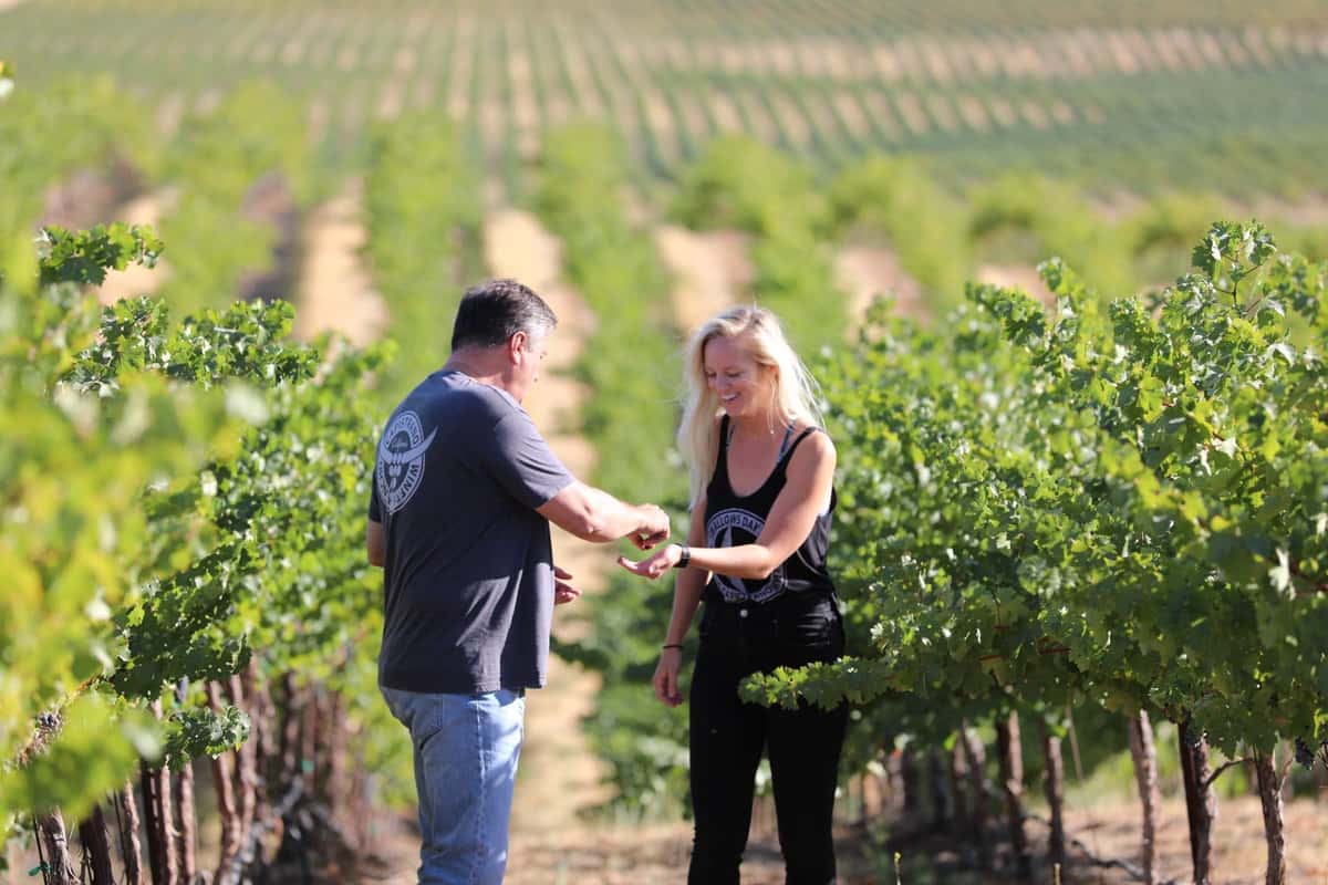 two people picking grapes in vineyard