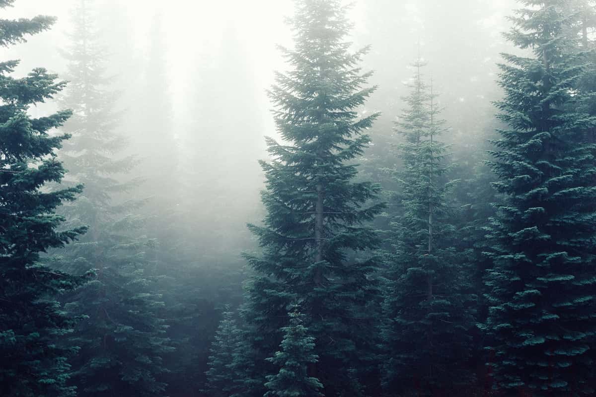woods