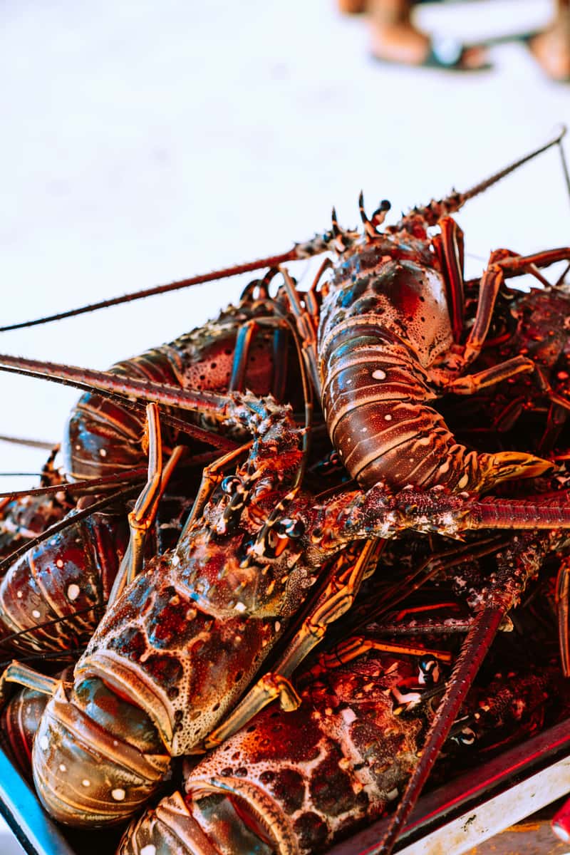 Lobster