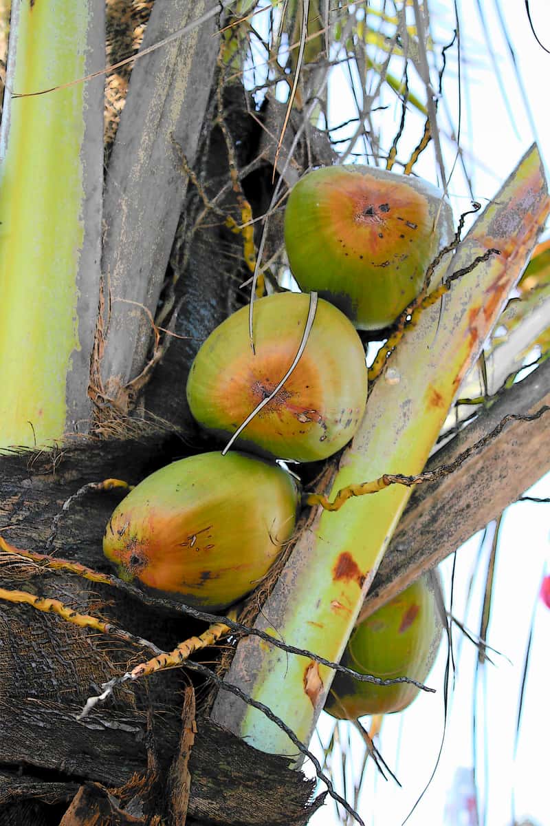 Coconut