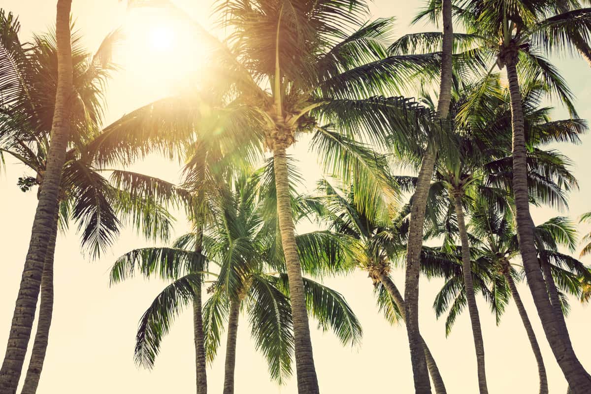 palm trees