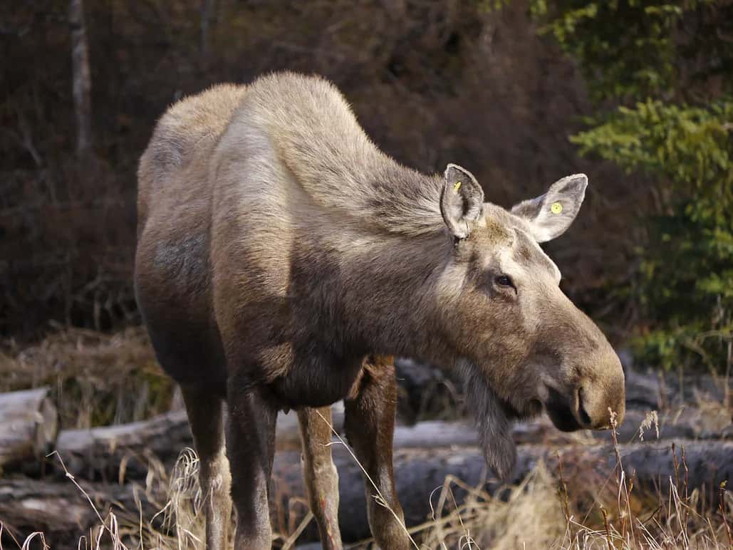 moose in the wild