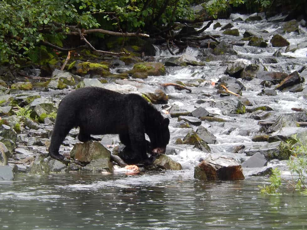 Black bear russian river salmon fishing cooper landing alaska kenai peninsula