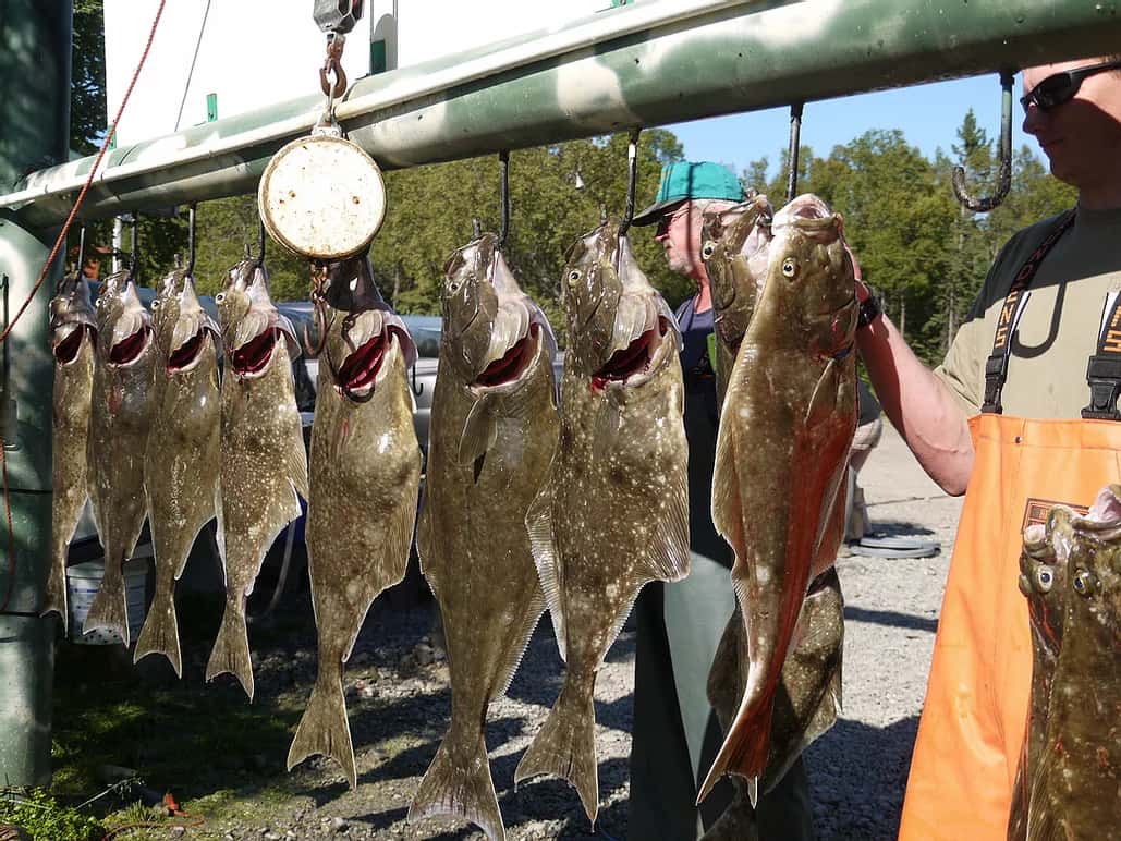 fishing catches on the hook