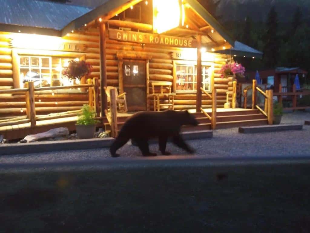 Alaskan Black Bear, Walking from kenai river to russian river infront of historic cooper landing alaska hotel and fishing lodge best restaurant in cooper landing