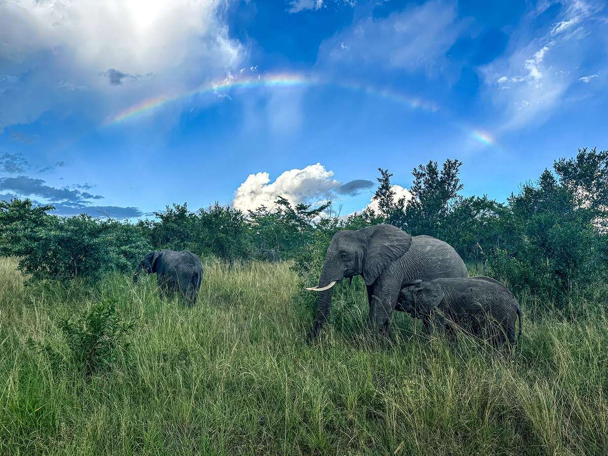 Elephants in South Africa