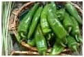NEW MEXICO & HATCH GREEN CHILES