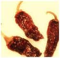 CHIPOTLE DRIED RED CHILES