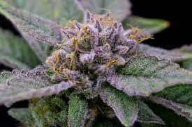Nugs