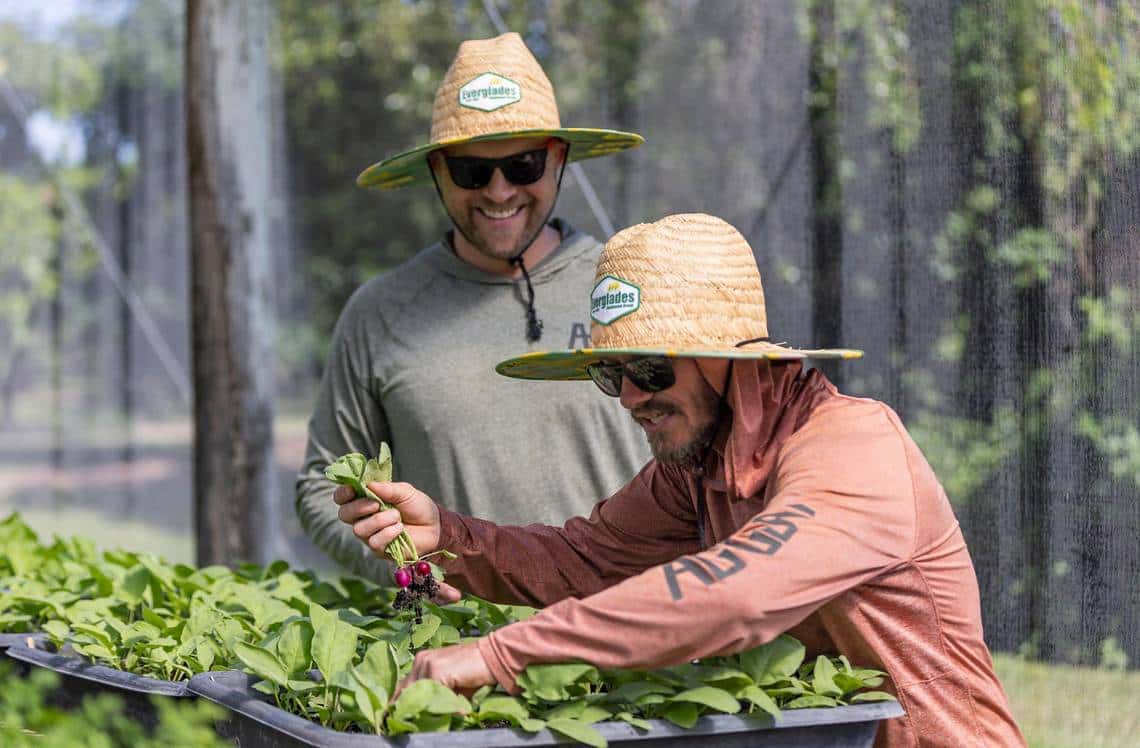 eremy Ford and business partner Joe Mizzoni pick radishes at Ford's Farm in Homestead