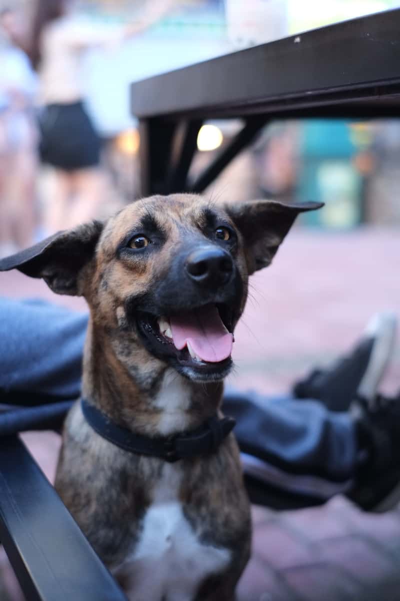 Dog on Patio