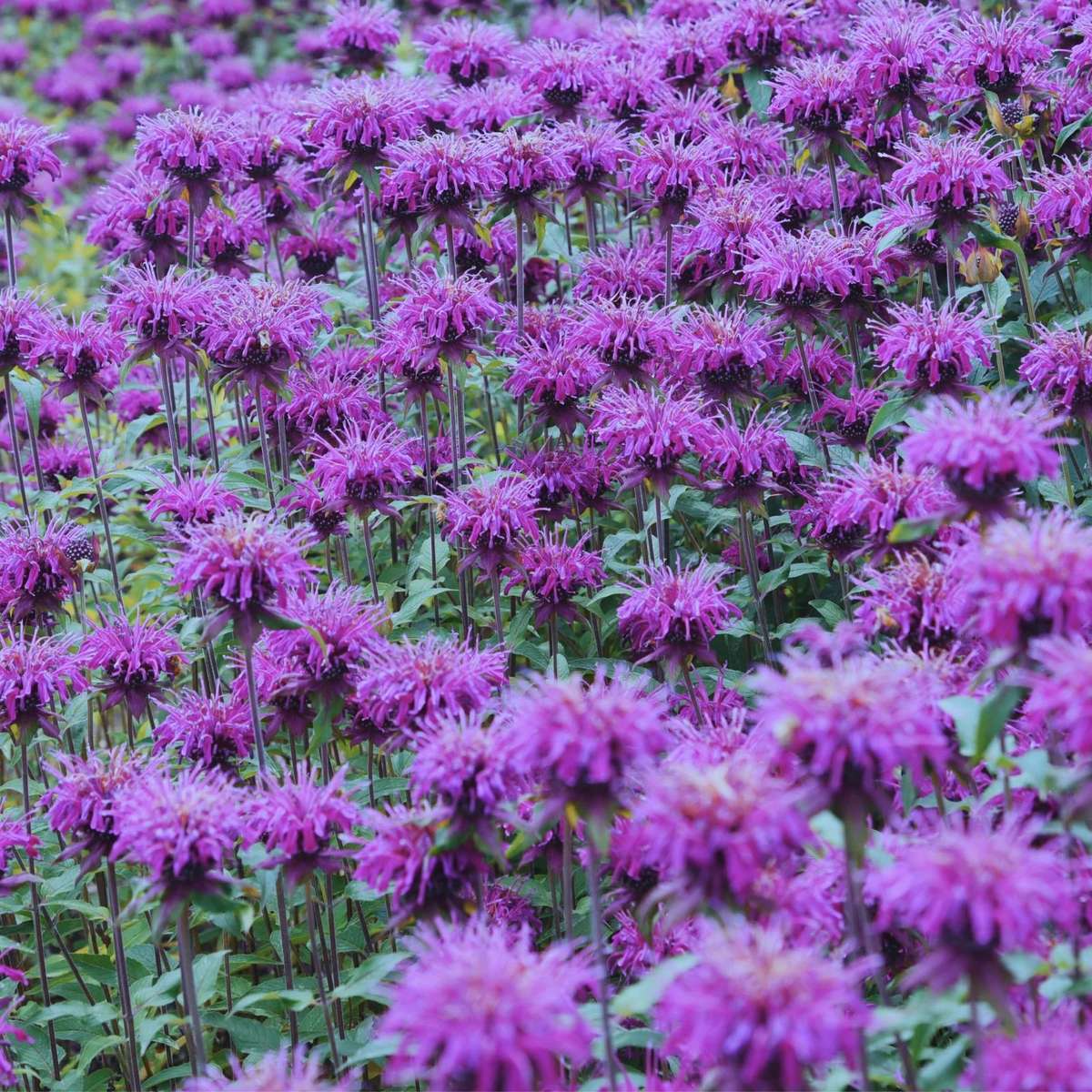 beebalm