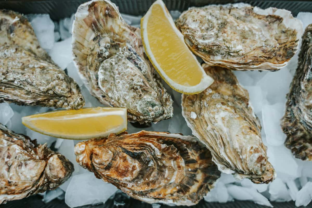 oysters