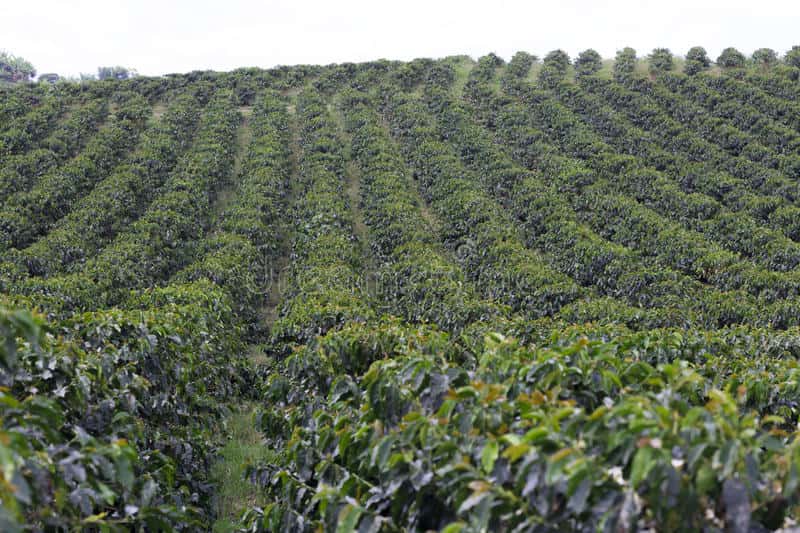 coffee farm