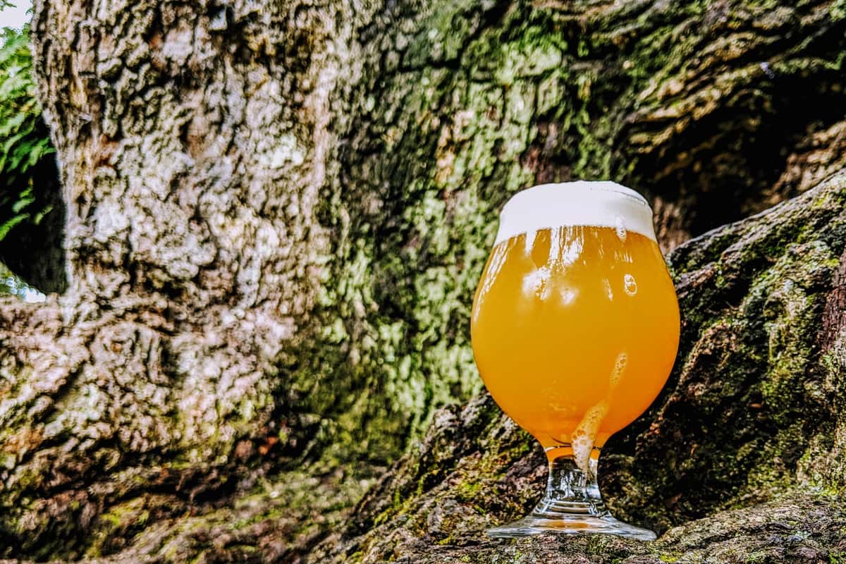 Beer glass in oak tree setting