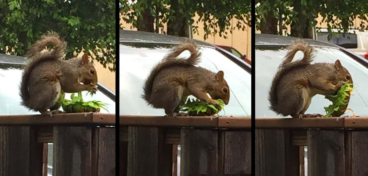 squirrels