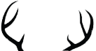 antlers
