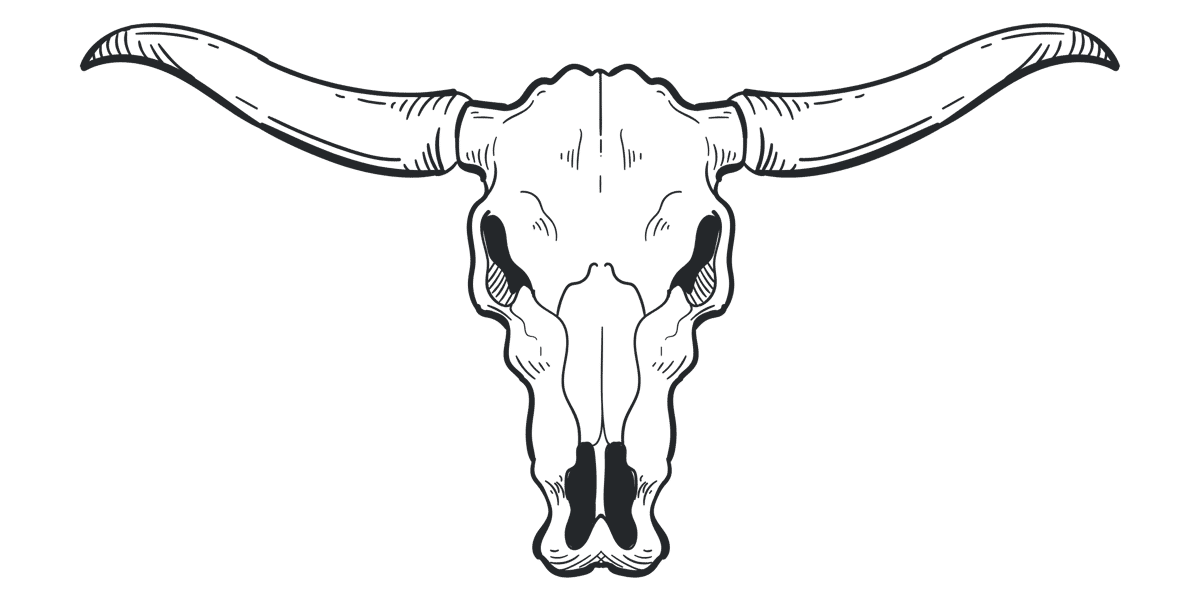 Illustration of a longhorn skull