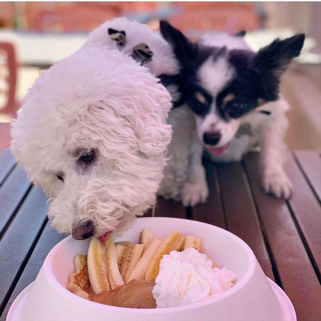 Dog Friendly Patio