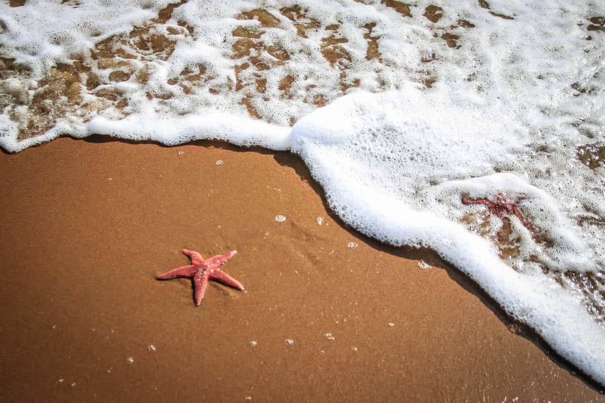 starfish on beach