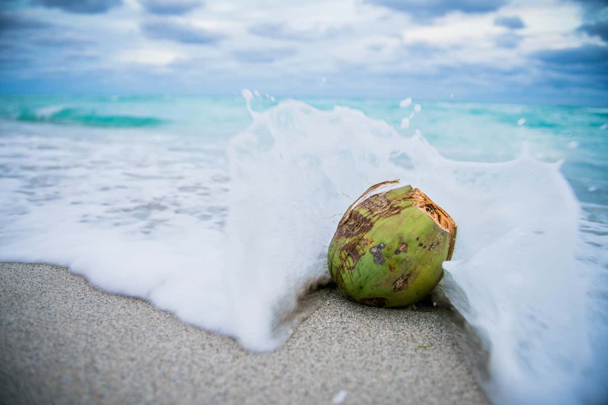 COCONUT ON BEACH