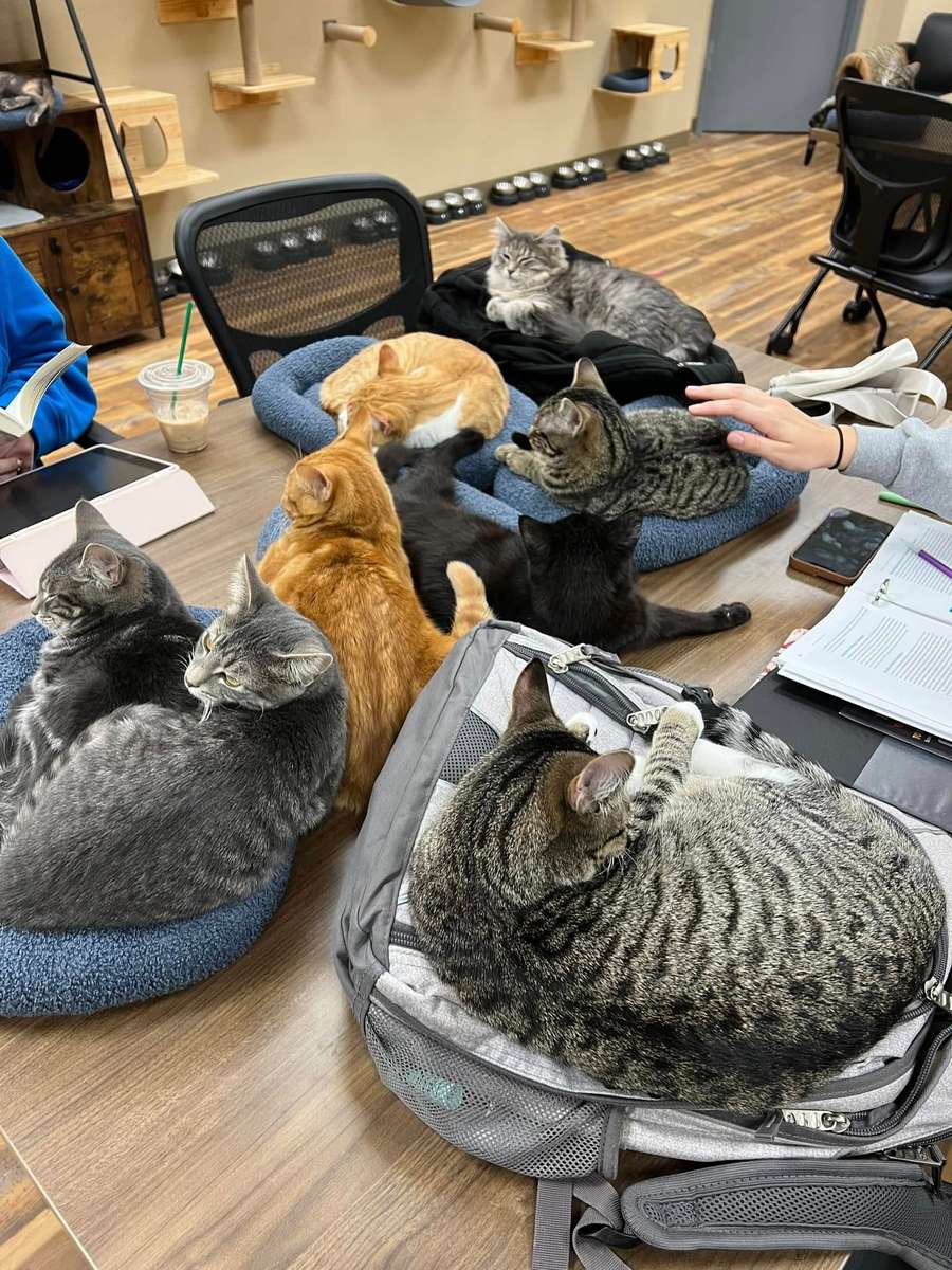 Book Bags