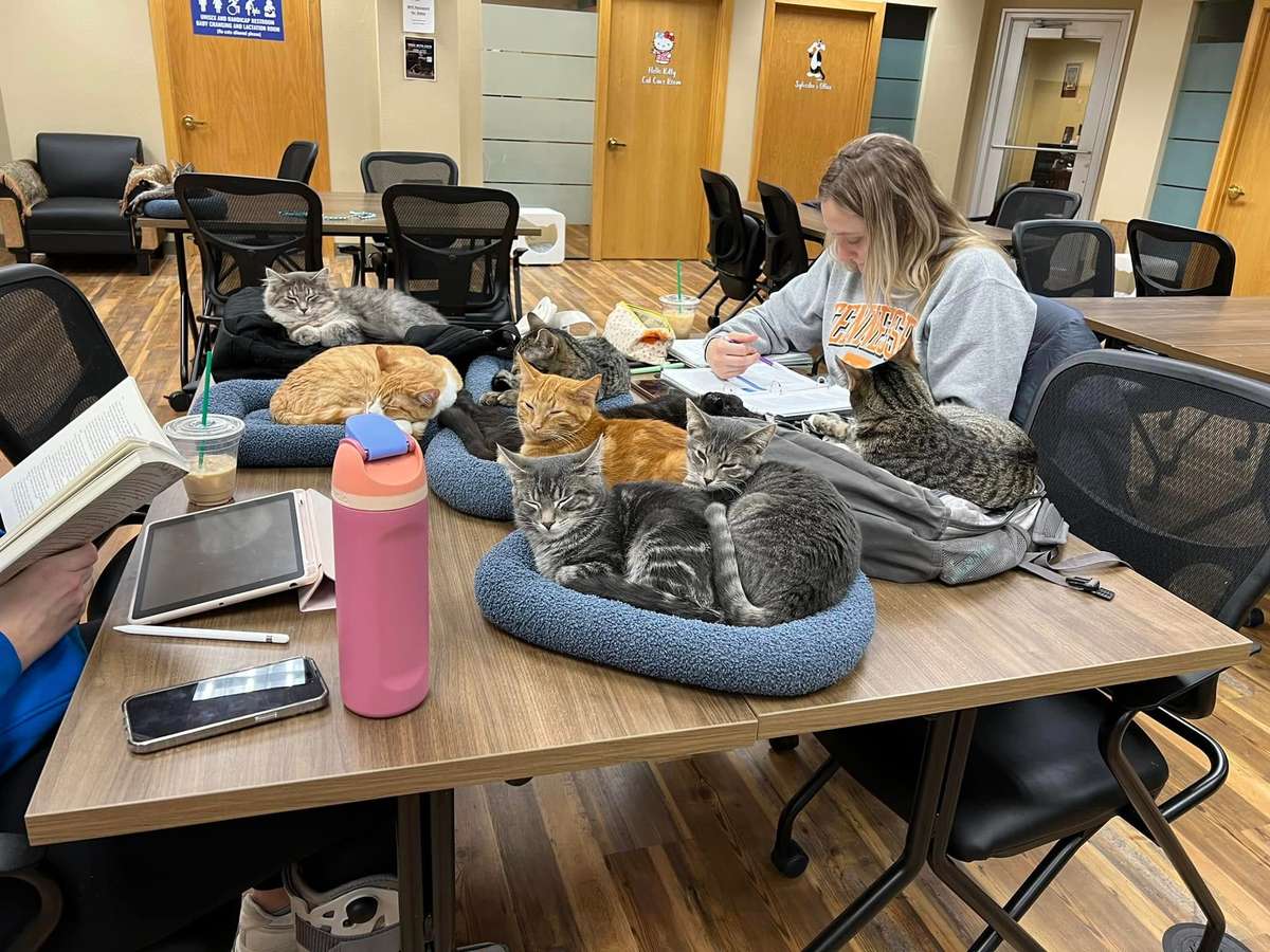 Study Mates