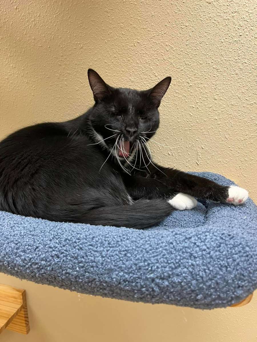 Yawn
