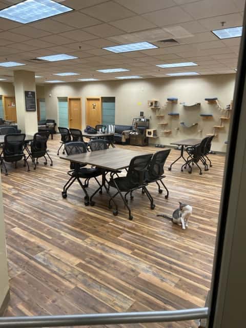 Cat lounge