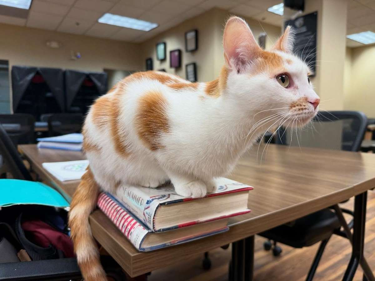 Cat Books