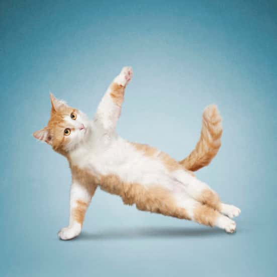 Yoga Test image