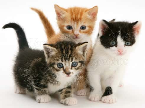 3 Little Kittens