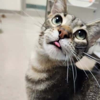 Tongue