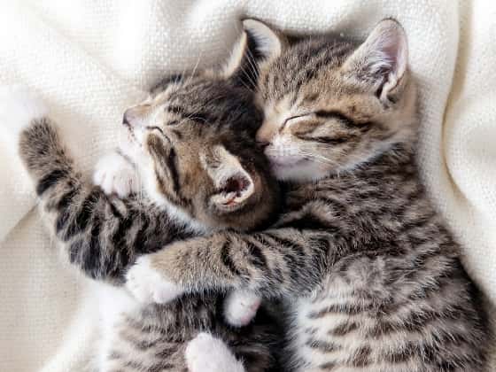 Friends