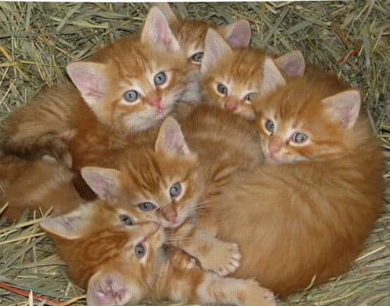Cuddle Puddle