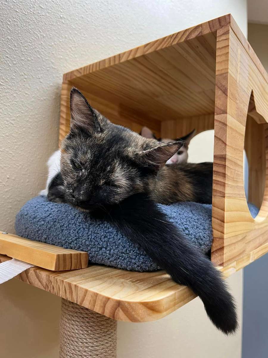 Cubbie