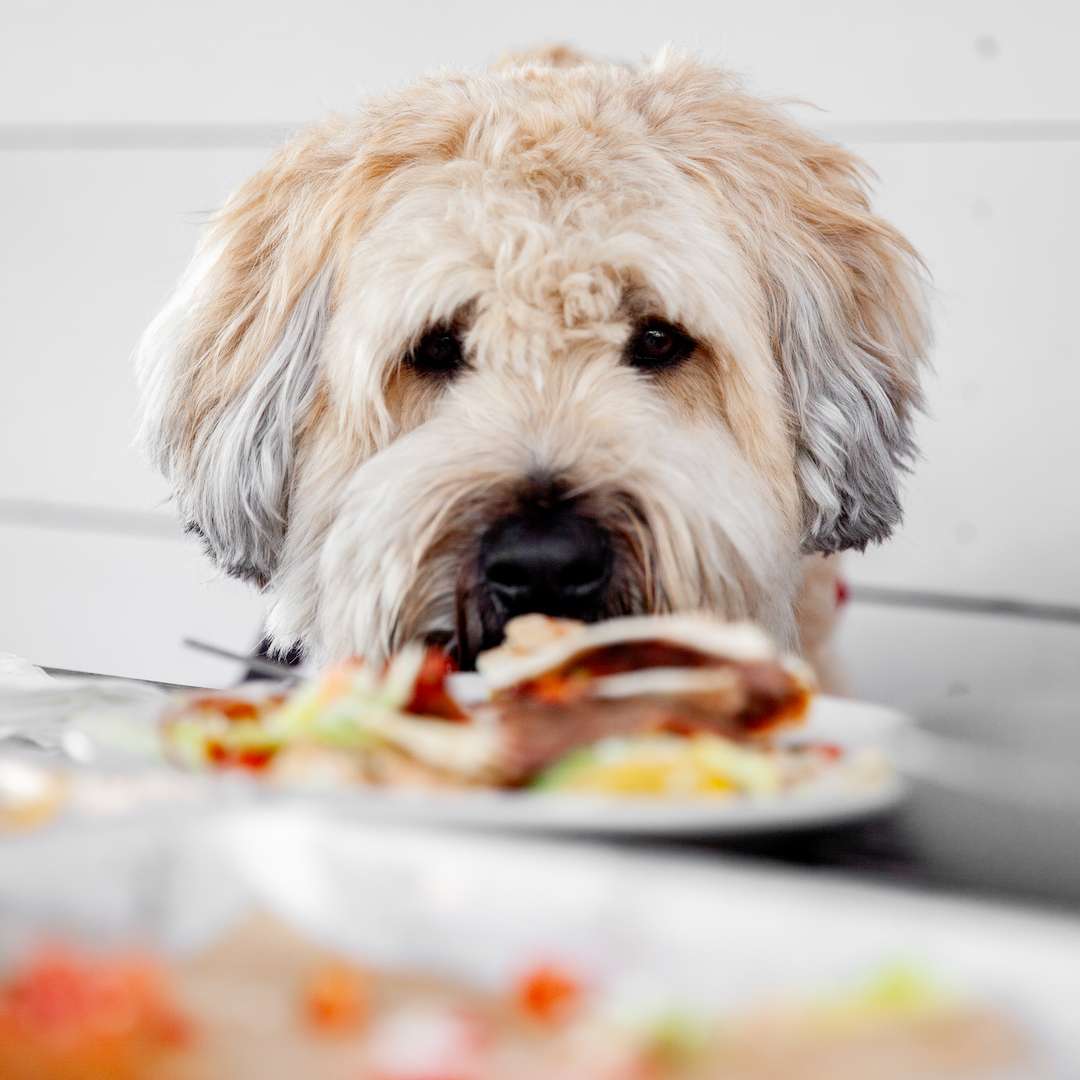dog