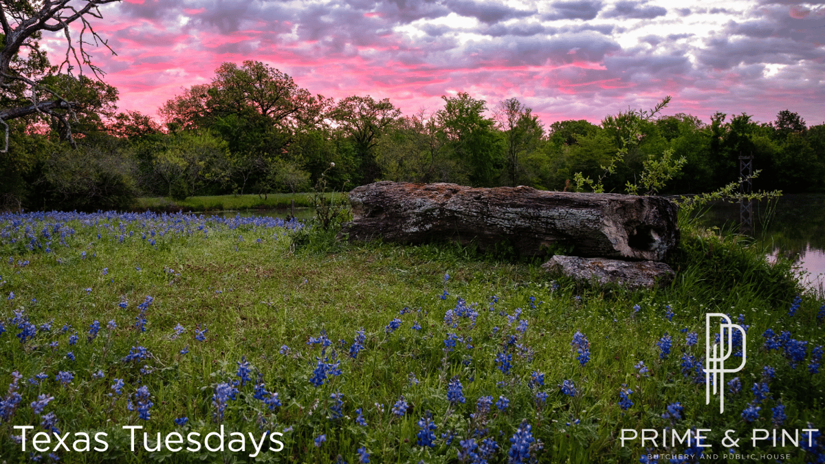 Texas Bluebonnet Landscape