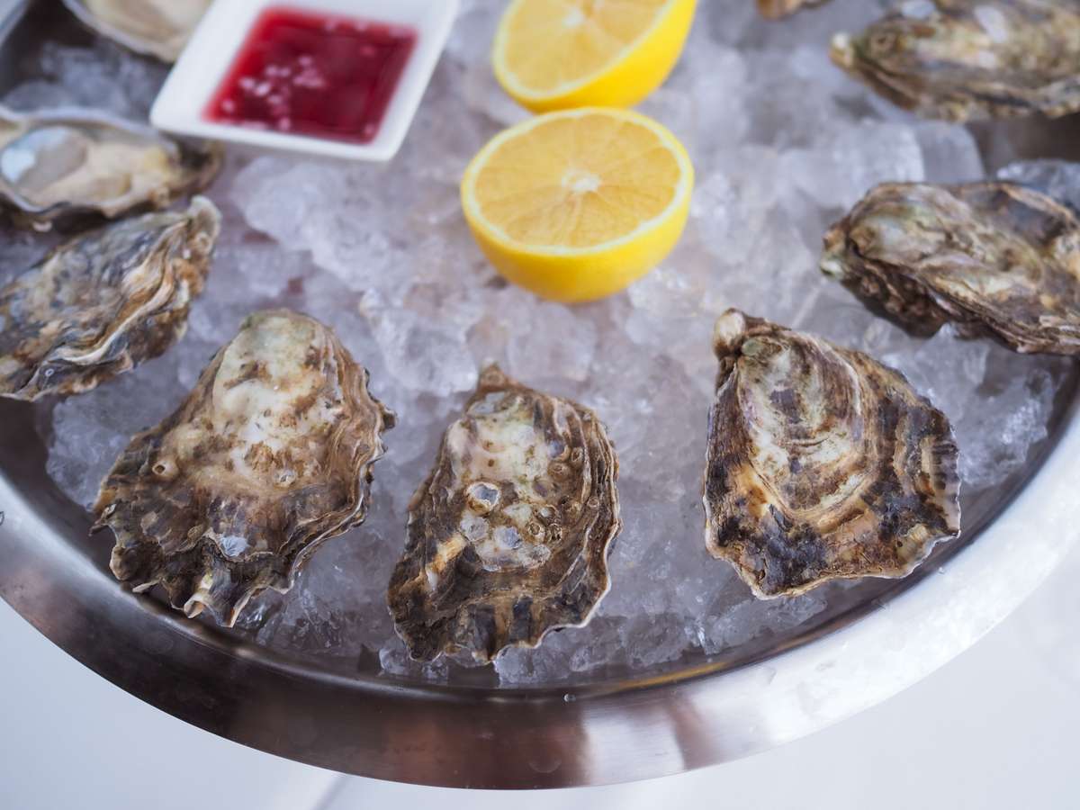 oysters