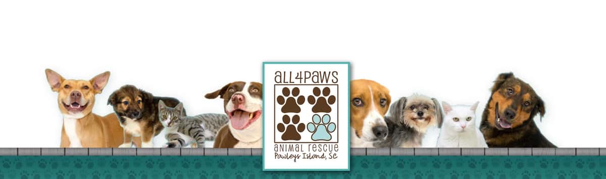 All 4 Paws