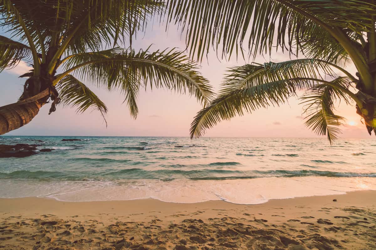 Hawaiian beach and palm trees
