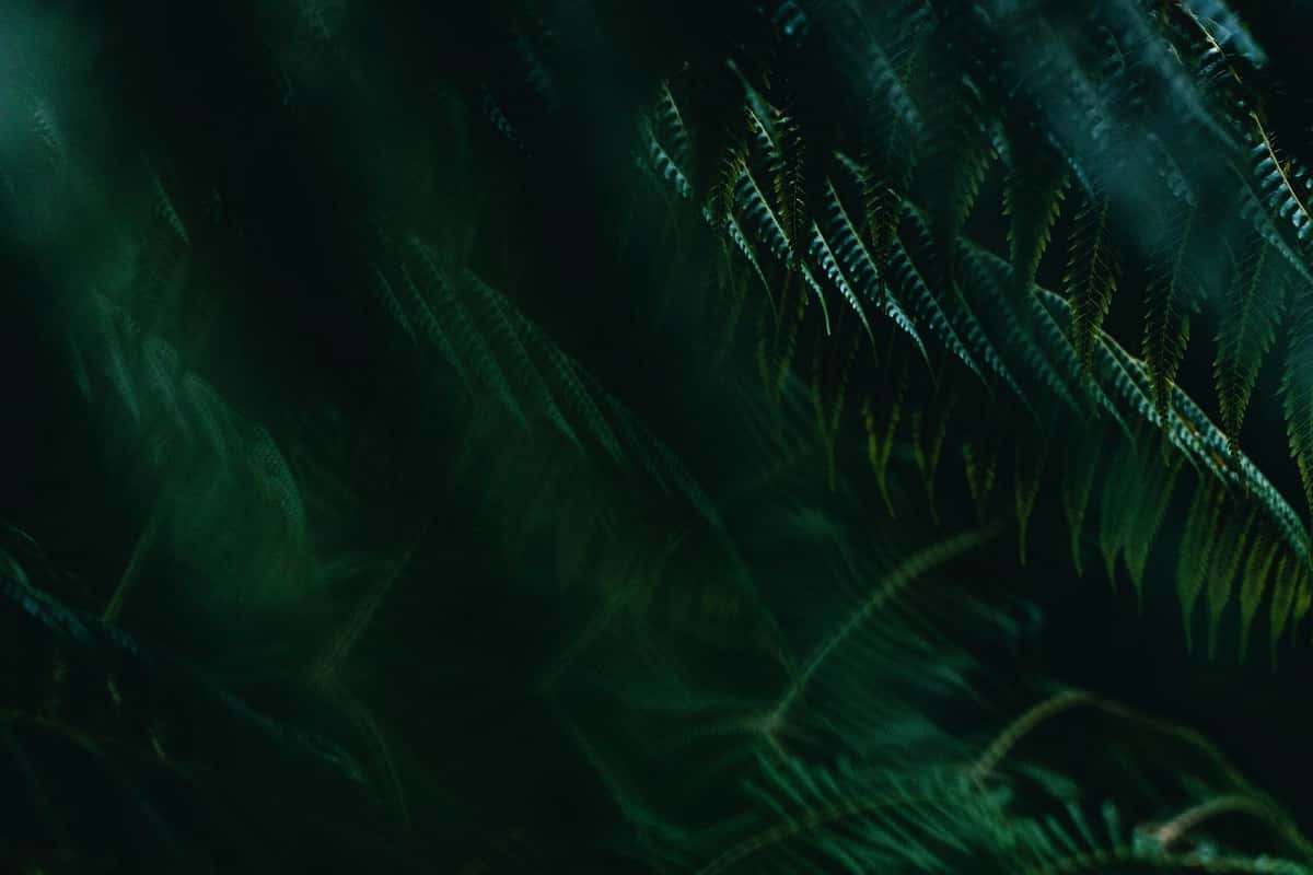 Jungle foilage background
