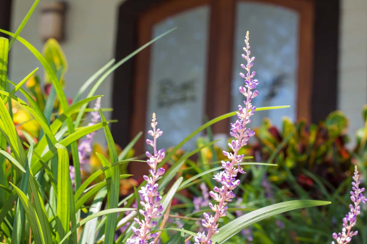 front door with purple flower