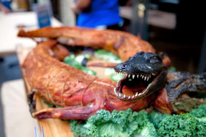 Alligator